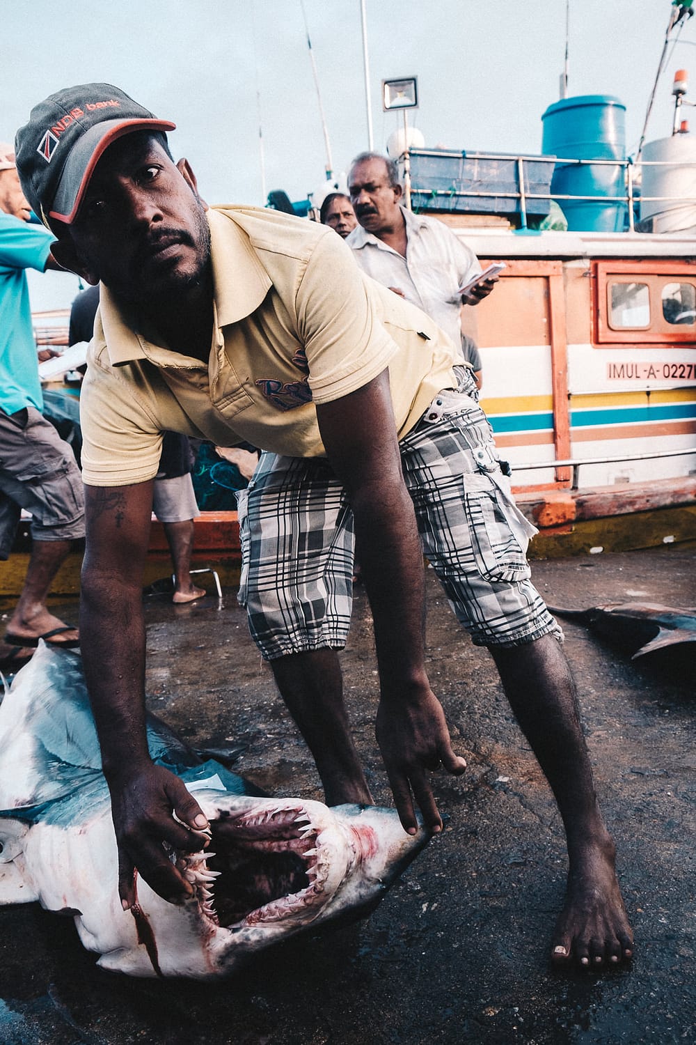 Sri Lanka Bentotta 2017 12 Dead Shark