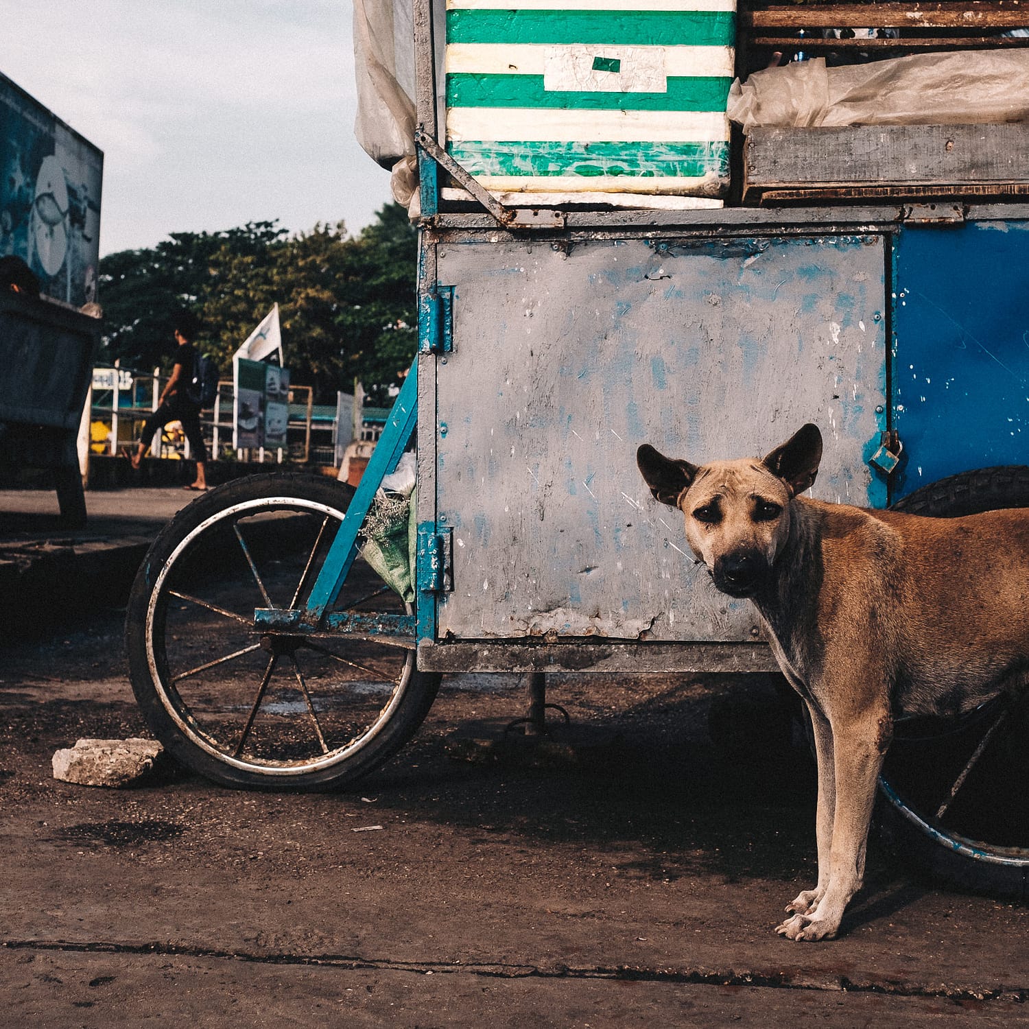 Burma 2018 06 Just a Dog
