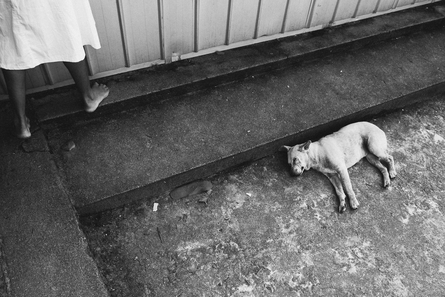 Sri Lanka Anuradapura 2015 06 Dont Wake the Sleeping Dog