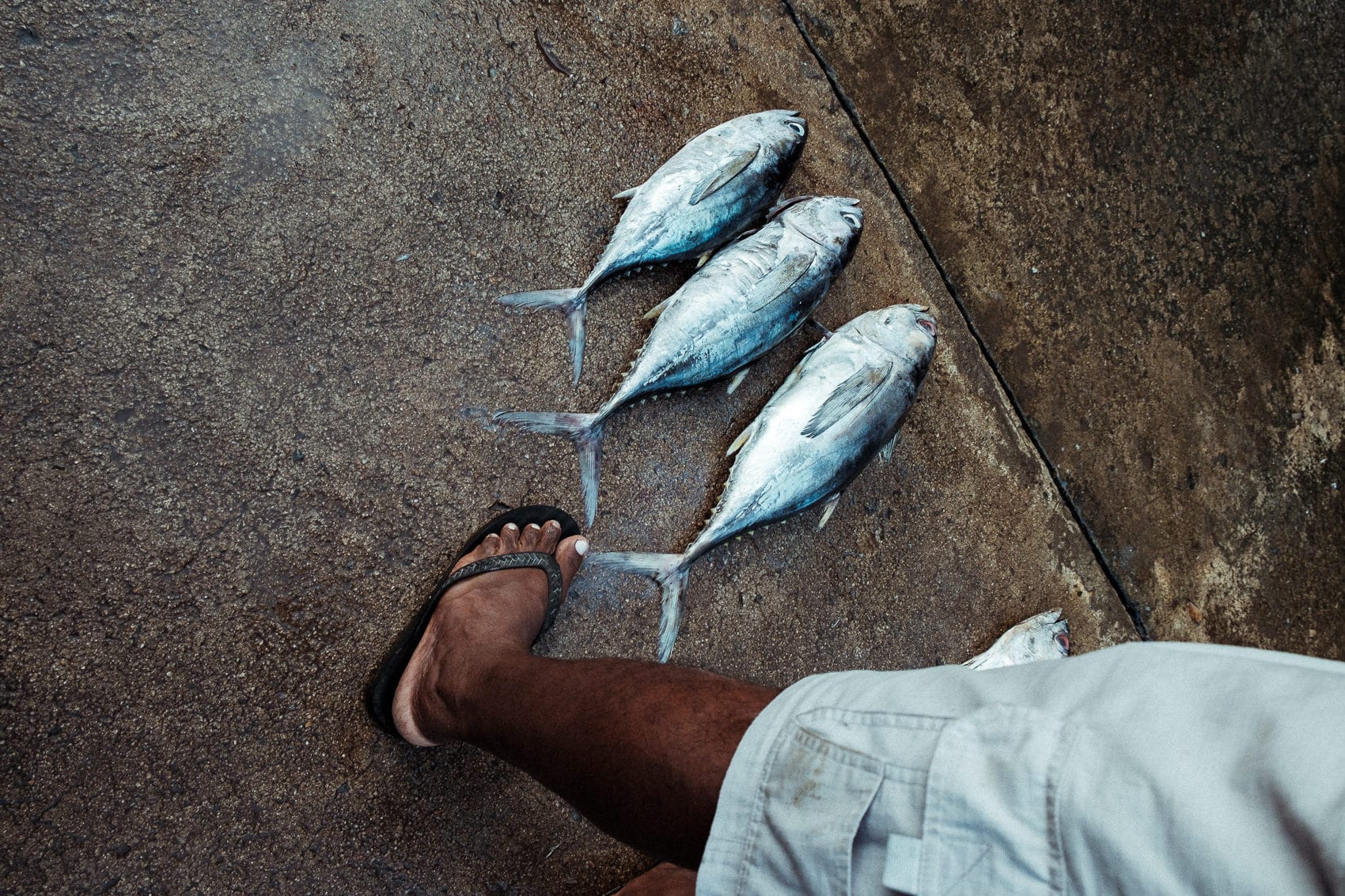 Fish market in Bentotta, Sri Lanka. January 2017